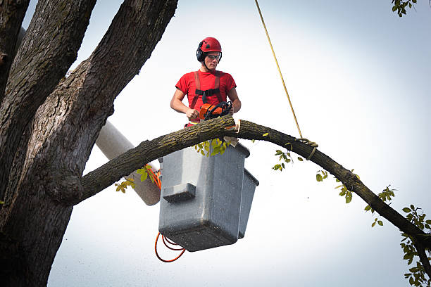 Best Tree Preservation Services  in Hamlet, NC